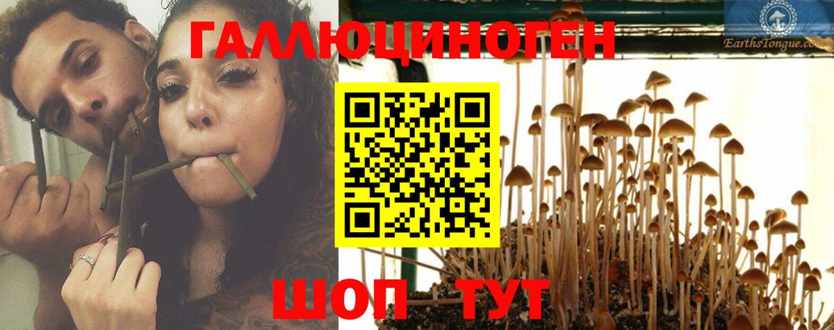 Галлюциногенные грибы GOLDEN TEACHER Сокол